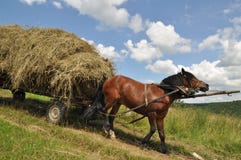 Horse With A Cart Loaded Hay. Stock Photo