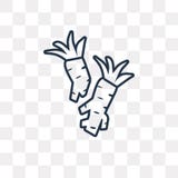 Horseradish vector icon isolated on transparent background, line vector illustration Horseradish vector icon isolated on transparent background, line vector illustration