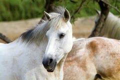 Horses Stock Image