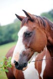 Horses Stock Photos