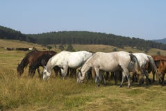 Horses Royalty Free Stock Images