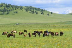 Horses And Grassland Stock Image