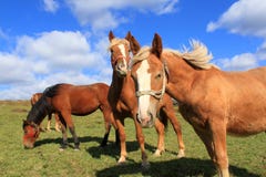 Horses At Pasture Stock Photography