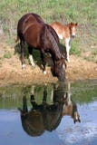Horses At Pond Royalty Free Stock Photo