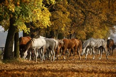 Horses in autumn royalty free stock photos Horses in autumn royalty free stock photos