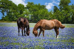 Horses in bluebonnet pasture