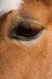 Horses Eyes Royalty Free Stock Image