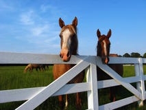 Horses at Fence