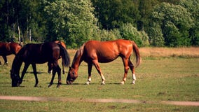 Horses grazing on green pastures of horse farm stock footage Horses grazing on green pastures of horse farm stock footage