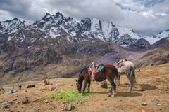 Horses grazing on mountain plateau, Andes stock image Horses grazing on mountain plateau, Andes stock image
