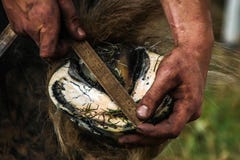 Horses hoof being prepared for shoeing stock photos Horses hoof being prepared for shoeing stock photos