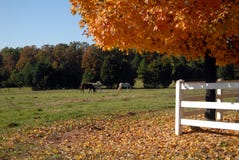 Horses In Autumn Field Stock Images
