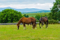 Horses on irish Pasture stock photography Horses on irish Pasture stock photography