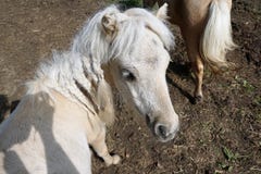 Horses at a meadow royalty free stock photography Horses at a meadow royalty free stock photography