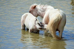 Horses on the pond. stock image Horses on the pond. stock image
