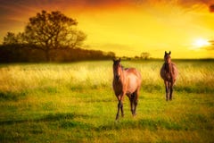 Horses At Sunset