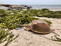 Horseshoe crab on the beach stock images Horseshoe crab on the beach stock images