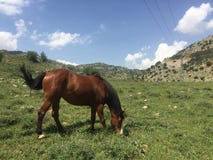 Horsesin die Wiese stockbilder Horsesin die Wiese stockbilder