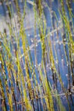 Horsetails Equisetum in Schots Moeras stock afbeelding Horsetails Equisetum in Schots Moeras stock afbeelding