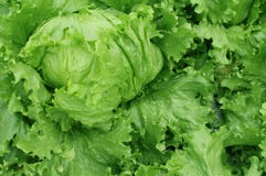 Hortaliças frescas da alface para a salada, planta vegetal hidropônica Imagens de Stock Hortaliças frescas da alface para a salada, planta vegetal hidropônica Imagens de Stock