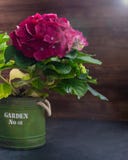 Hortensia púrpura en un pote del vintage, aislado fotografía de archivo libre de regalías Hortensia púrpura en un pote del vintage, aislado fotografía de archivo libre de regalías