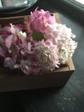 Hortensias roses dans la boîte en bois photos libres de droits Hortensias roses dans la boîte en bois photos libres de droits