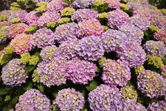Hortênsia de florescência em cores diferentes no jardim no verão foto de stock Hortênsia de florescência em cores diferentes no jardim no verão foto de stock