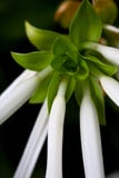 Hosta en la floración del verano tardío fotografía de archivo Hosta en la floración del verano tardío fotografía de archivo