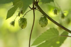 Houblon en cônes frais vert pour faire le plan rapproché de bière et de pain, fond agricole Photographie stock libre de droits Houblon en cônes frais vert pour faire le plan rapproché de bière et de pain, fond agricole Photographie stock libre de droits