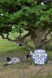 Houd honden op een lood, schapen het lammeren stock foto's Houd honden op een lood, schapen het lammeren stock foto's