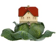 House In Cabbage On White Stock Images House In Cabbage On White Stock Images