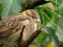 House Sparrow House Sparrow