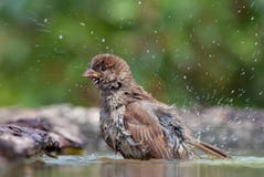 House sparrow washes himself with drops of water around royalty free stock images House sparrow washes himself with drops of water around royalty free stock images