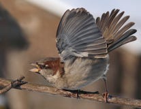 House Sparrow power and force display with lifted wings stock photography House Sparrow power and force display with lifted wings stock photography