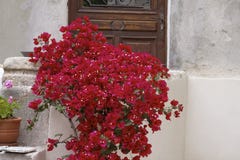 House Wall In St-Florent (Saint-Florent) With Bougainvillea Glabra, Corsica, France Stock Photo