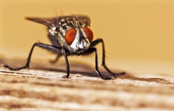 Housefly obsiadanie na drewnianym kawałku zdjęcie stock Housefly obsiadanie na drewnianym kawałku zdjęcie stock