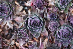 Houseleaks & X28;Sempervivum Tectorum& X29; Background - Herbal Medicine - Luxury Nature Pattern Royalty Free Stock Images Houseleaks & X28;Sempervivum Tectorum& X29; Background - Herbal Medicine - Luxury Nature Pattern Royalty Free Stock Images
