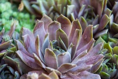 houseleek di tectorum di sempervivum fotografia stock libera da diritti houseleek di tectorum di sempervivum fotografia stock libera da diritti