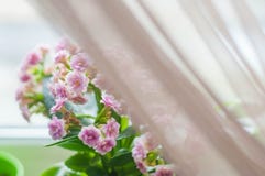 Houseplants for home and garden royalty free stock images Houseplants for home and garden royalty free stock images