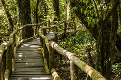 Houten brug in Bemost Hooglanden Tropisch Regenwoud in de Bergen van Thailand Het Nationale Park van Inthanon van Doi stock foto's Houten brug in Bemost Hooglanden Tropisch Regenwoud in de Bergen van Thailand Het Nationale Park van Inthanon van Doi stock foto's