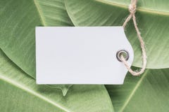Houten prijskaartjes op groene bladerenachtergrond stock fotografie Houten prijskaartjes op groene bladerenachtergrond stock fotografie