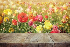 Houten raadslijst voor de zomerlandschap van de bloei van het bloemgebied royalty-vrije stock fotografie Houten raadslijst voor de zomerlandschap van de bloei van het bloemgebied royalty-vrije stock fotografie