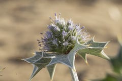 Houx de mer, eryngo de bord de la mer, maritimum d'Eryngium photographie stock libre de droits Houx de mer, eryngo de bord de la mer, maritimum d'Eryngium photographie stock libre de droits