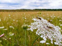 Hoverflies отдыхая на цветках дикой моркови в великобританском луге стоковая фотография rf Hoverflies отдыхая на цветках дикой моркови в великобританском луге стоковая фотография rf