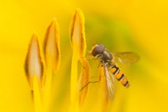 Hoverfly che si siede su un fiore giallo fotografie stock Hoverfly che si siede su un fiore giallo fotografie stock