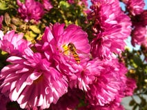 Hoverfly e fiori rosa dei crisantemi fotografia stock Hoverfly e fiori rosa dei crisantemi fotografia stock