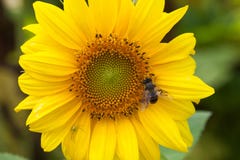 Hoverfly Eristalis sur pollinisation de vue d'usine de tournesol la macro Fleur jaune de pétales avec la mouche Profondeur de zon Photographie stock libre de droits Hoverfly Eristalis sur pollinisation de vue d'usine de tournesol la macro Fleur jaune de pétales avec la mouche Profondeur de zon Photographie stock libre de droits