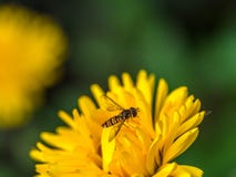 Hoverfly On A Yellow Flower Stock Images Hoverfly On A Yellow Flower Stock Images
