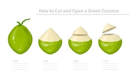 How to Cut and Open a Green Young Coconut. Step-by-Step Instruction. Vector stock illustration How to Cut and Open a Green Young Coconut. Step-by-Step Instruction. Vector stock illustration