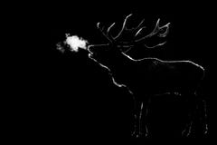 Howling Of A Deer With A Black Background Royalty Free Stock Photo